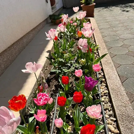 Ana, Free Garage Parking 시베니크